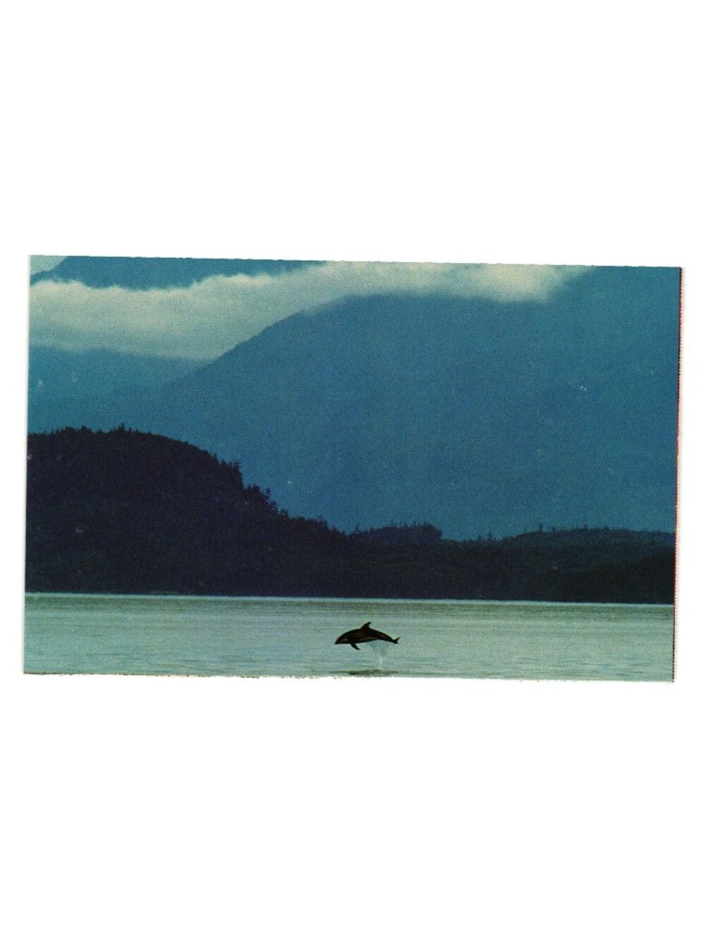 Killer Whale Leaping WWF Nature Photography Postcard Rachel Carson Scenic View
